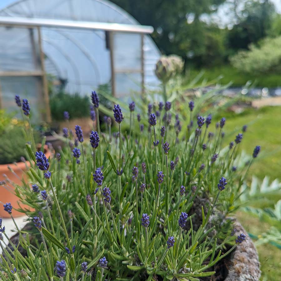 lavender in our garden